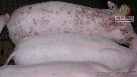 ���iƤ�w�������