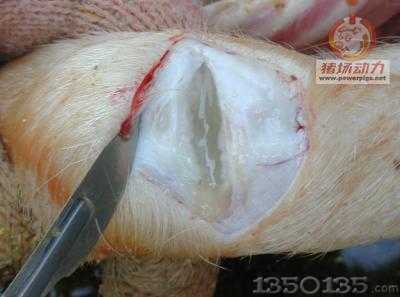 �i�P��ǻ���е��SɫҺ�w