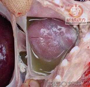 �i��ǻ�е��SɫҺ�w