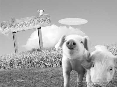 ʳ�����i��