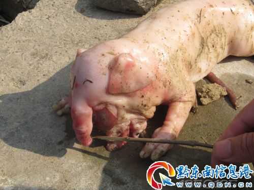 ĸ�i�a�µ�С��������