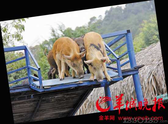 ��ˮ�i�ϲ����������A����