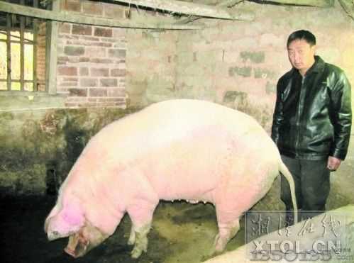 湖南湘鄉驚現800斤豬王
