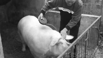 身長1.9米 體重估計900斤重