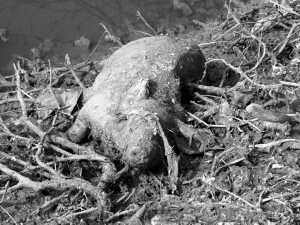 ���i�y��