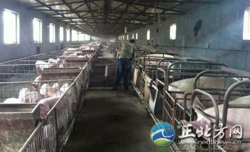 養殖戶張喜威正在給豬喂飼料