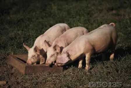 ̫�в��ˣ��B(y��ng)�i���B(y��ng)�i���a(ch��n)��(j��ng)�(y��n)혿���