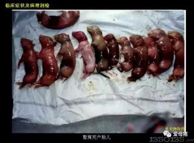 ĸ�i��̥��r��