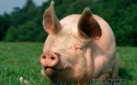 �B(y��ng)�i���^������e�����r���������i�r�sӭ���ã�