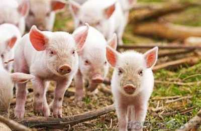 �����B�i�I��ӿ�� �����Bֳ���Pע