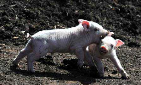 ���g�߷��ط����V�᣿������Щ�ж����B�iСƫ��