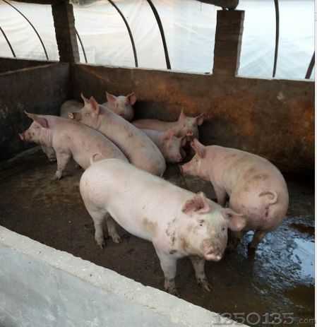 ���ڿȴ���l�׷������������ҕ�@�ׂ��P�I�c��������������