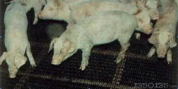 �ο�Ȯ���ľC���\���D���ղأ�