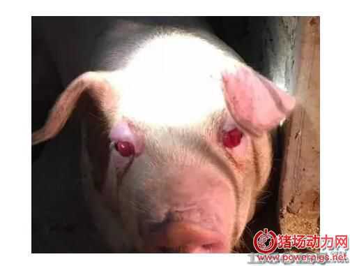 �i���˼t�۲���������ϫF�t�����p�ɽ�Q��