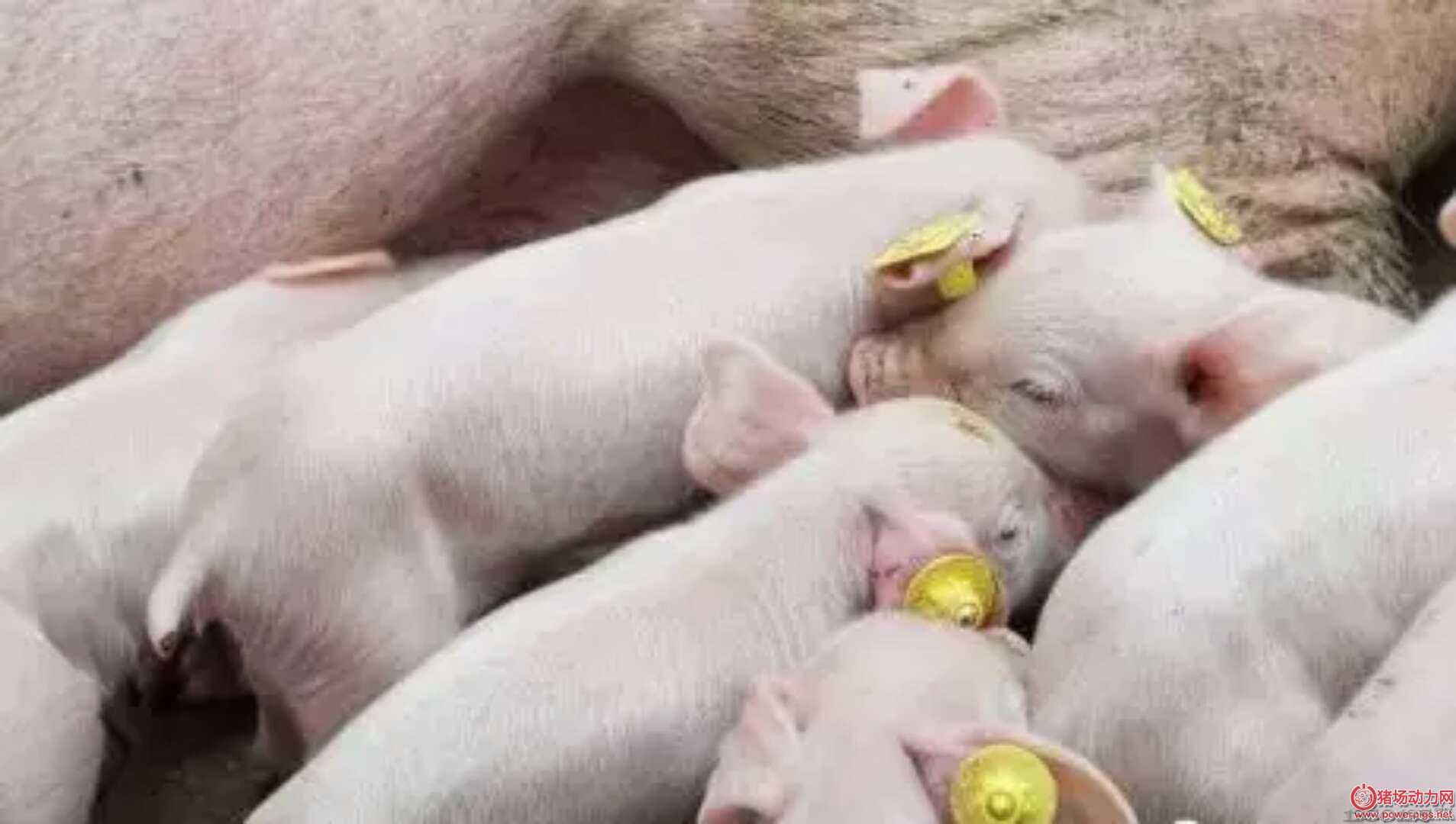 ���棡ֻ��2�K�鲼��ĸ�i��Ҳ����С�i��