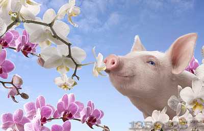 ��һƬ�t������һƬ�G�� ����(ji��)���� �i�r��ô���߄�