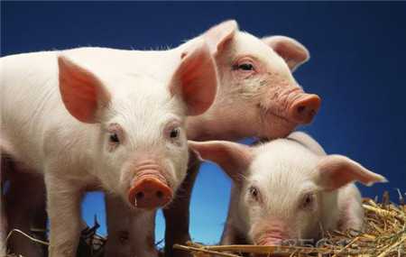 �i�����L(zh��ng)�ٶ��c������P(gu��n)�᣿ԓ����Д�Ͳ�ȡ��ʩ��