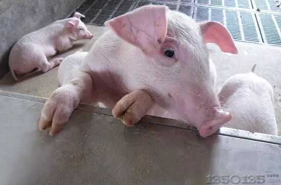 ���ԭ��ֱ�ӌ����B�i�������������߰l