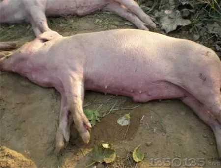 ʲô���iܛ�Ȳ����iܛ�Ȳ���ô���Σ�