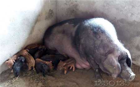 ���u��ι�i����ֵ��ֵ�������f�������f�ģ����X���أ�