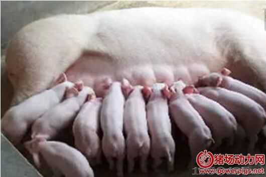 ���ӷ���ĸ�i�a(ch��n)��o�鼰���鲻�㣿 