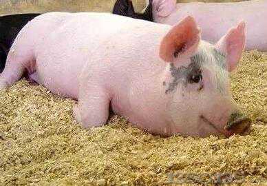 ���������τ��B�i��Ӗ ��ϡ��������|���ġ���������ʲô�Pϵ��