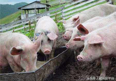 �ׂ����õ����i��ƫ�����ί��@Щ�i������Ч