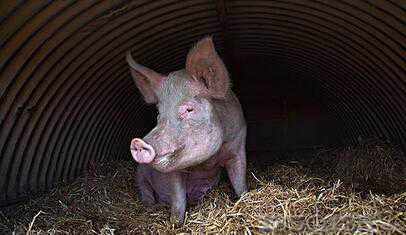 �{����ϠI�B������Ч�����iȺ�����İl����