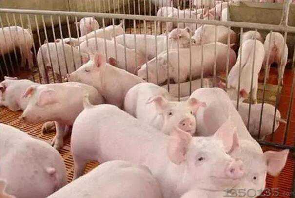 �@�N�����i�����ɲ��� �B�i���s�o����