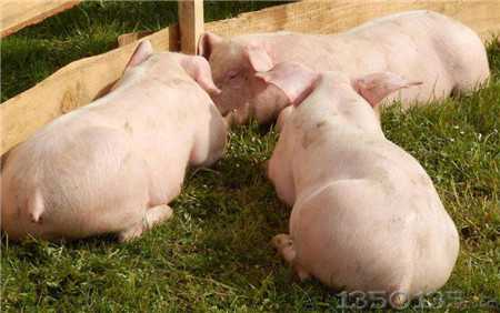 �q�eϲ��Ī�����������i�r���Ծֲ��{������