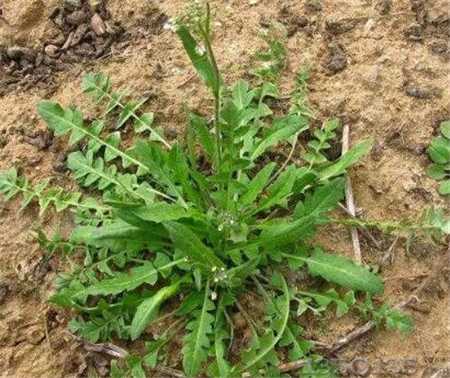 �@���NҰ�˴����ځ�ι�i����ĸ�i���ء��鷿�ף����i���a����Ч��