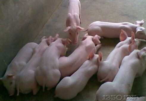 �l���¸��ĺÎ��֣�