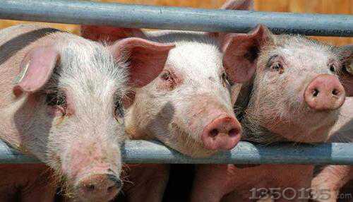 �B(y��ng)ֳ�����т���ҵ��i�B(y��ng)���ˆ᣿߀��ʹ����λ�ڣ�