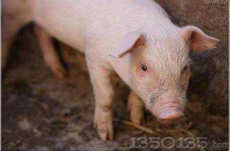 Ҏģe�i���B�i�����������ֺ��ؠ���