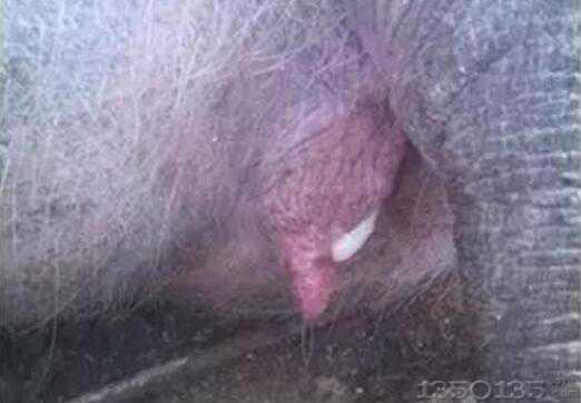 ĸ�i��ֳ����Ⱦ����ô�k��������Ч��̎������