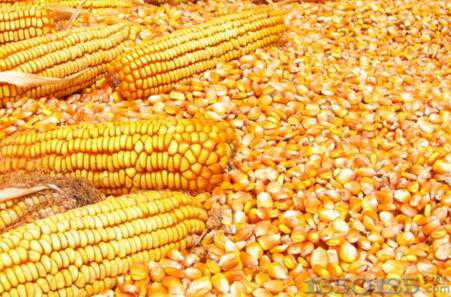 �i�r�������ݷ��� ���������Ʌs���L����ӿ