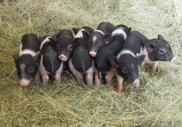 �����󶹣����f���㲢���Ǻ����׵��£�