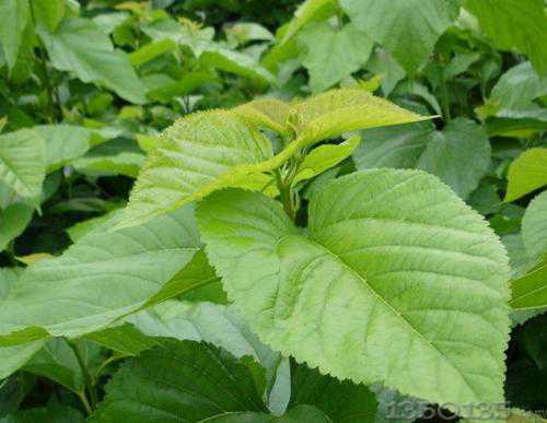 ����ɣ�d�r���҇����ӿ�lչ���ɣ���a