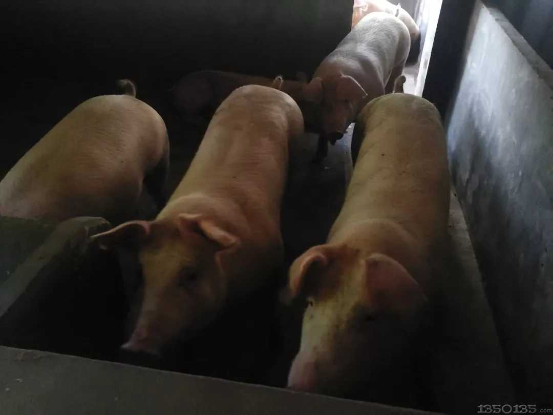 �Ö|�����I���F��������(sh��)�ݣ�