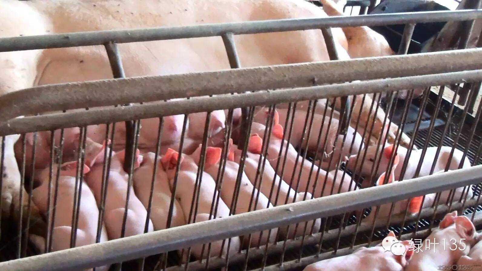 ���i�S�� �����м���