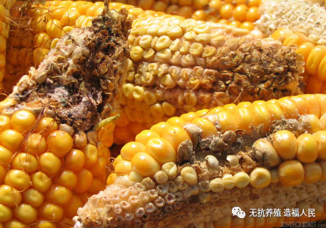 �����g(sh��)�����������׵�Σ����