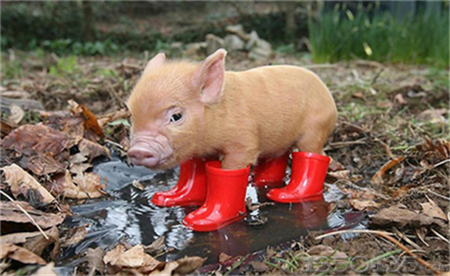 �r�I�r�岿�����P�ڴ��M�Fˎ�ИI�lչ����ʳƷ�͹����l����ȫ�Ľ��h