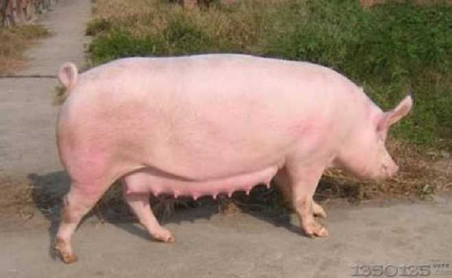 �ļ�ĸ�i��ʳ�����ߣ�6������������Q