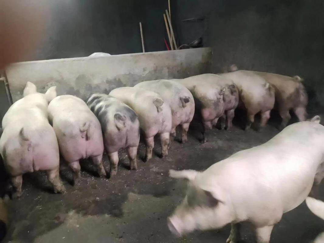 ���i���f�؞�γɞ�͑����x